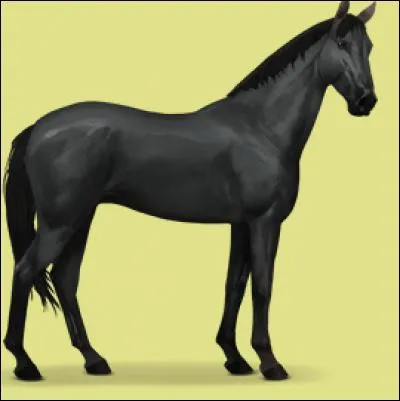 Quelle est la robe de ce cheval ?