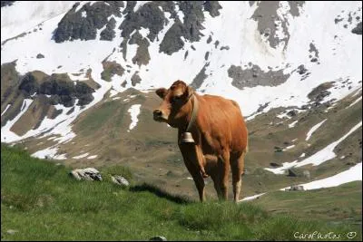 Qu'est-ce qu'une clarine ?