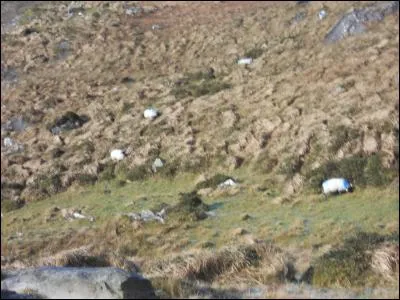 En Irlande il est fréquent de voir des moutons paître en liberté dans la lande... ou sur les routes. Ils sont souvent marqués d'un trait de peinture de différentes couleurs. A quoi servent ces marques ?