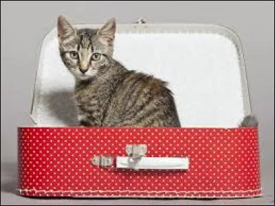 À quelle expression correspond le fait de partir discrètement sans prévenir ?