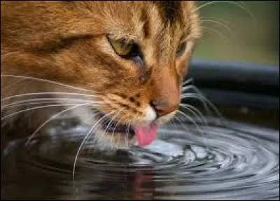 Quand une boisson est insipide ou de mauvaise qualité, on dit que c'est...