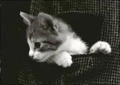 Lorsqu'on achète sans avoir vu l'objet de la vente, cela veut dire...