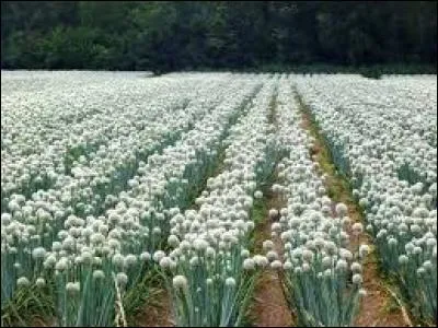 On ne dit plus ''un chandail'' mais...