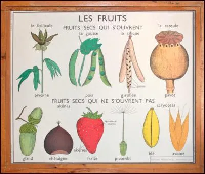 Des fruits suivants, quel est celui qui n'est pas une drupe ?