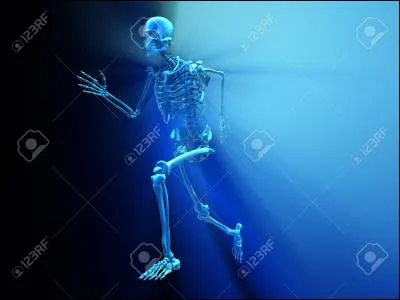 Dans le corps humain où trouve-t-on l'os naviculaire ?