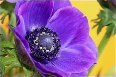 Pour trouvez le nom de cette personnalité, il vous suffit de trouver le nom de la fleur !