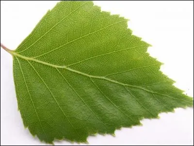 De quel arbre provient cette feuille ?