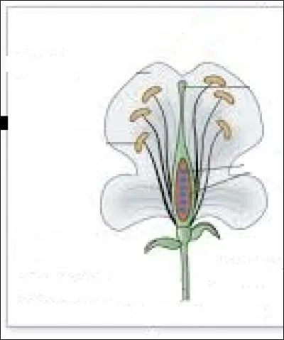 Le pollen des végétaux supérieurs est libéré par leurs étamines.