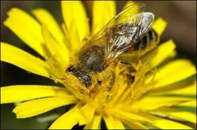 Les antennes de l'abeille ne se trouvent pas au-dessus de la tête.