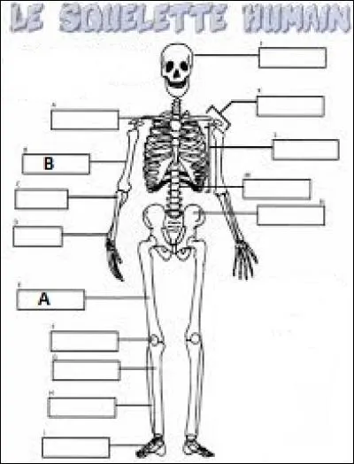 Squelette humain - L'os « A » est l'humérus et l'os « B » est le fémur.