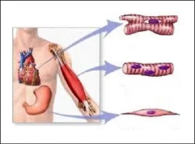 Les muscles qui permettent de nous maintenir en vie sont tous des muscles striés.