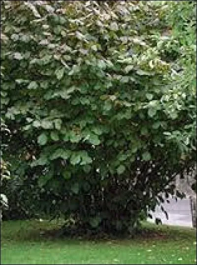 Une aveline est le fruit d'un noisetier.