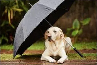 Un temps de chien correspond à un...