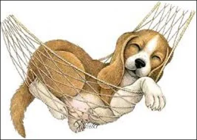 Quand on dort dans une position replié sur soi-même avec les genoux ramenés vers le ventre, c'est dormir en chien de...