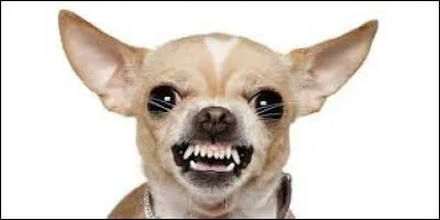 Si une personne a un caractère de chien, cela signifie qu'elle a un...