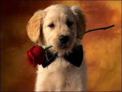 Si une personne a du chien, c'est qu'elle a...