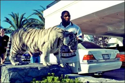 Monsieur Tyson était un lion sur le ring et il tient à pousser l'analogie jusqu'au bout. Que s'est-il offert ?