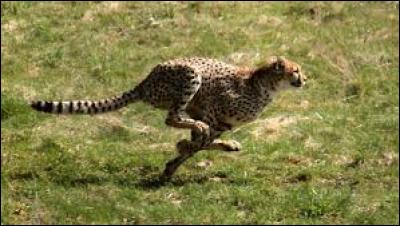 À quelle vitesse peut courir le guépard ?