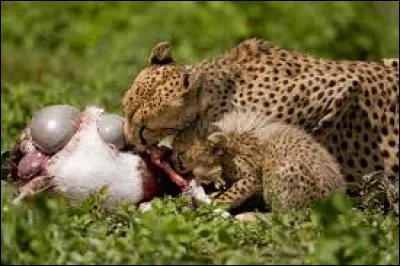 Quelle est la proie préférée du guépard ?