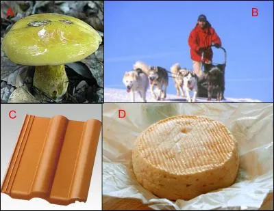 Le musher est repr&eacute;sent&eacute; en : (Indice : Paul-Emile Victor)