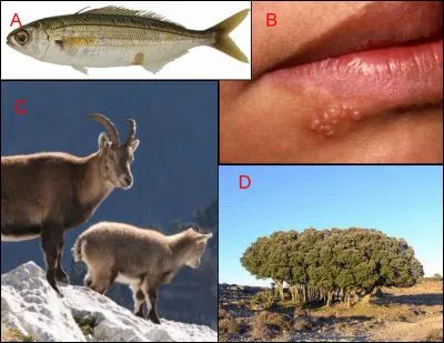 Le boqueteau est repr&eacute;sent&eacute; en : (Indice : Jean Dubuffet)