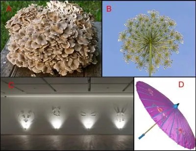 L'ombelle est repr&eacute;sent&eacute;e en : (Indice : La cig&uuml;e)