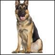Quiz Races de chiens