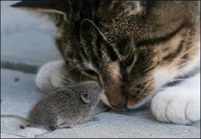 Il est inspiré de quel animal ?