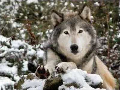 Quels animaux s'étaient récemment échappés d'un parc en Lozère ? (mars 2016)