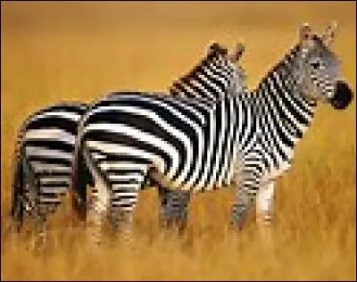 Quel est cet animal ?