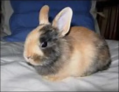 Quel est cet animal ?