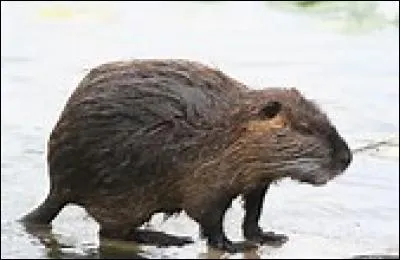 Quel est cet animal ?