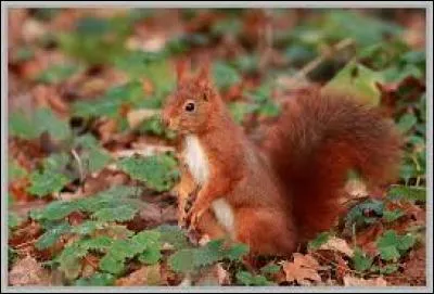 Quel est cet animal ?