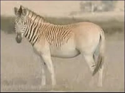 Quel est cet animal ?