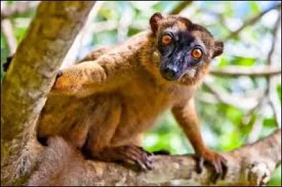 Lequel de ces animaux trouverez-vous sur l'&icirc;lot M'bouzi ?