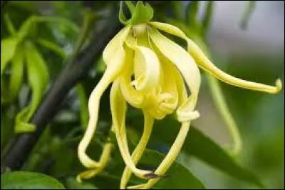 Que produit-on avec de l'ylang-ylang ?