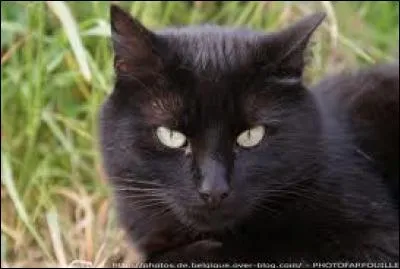 Au début aime-t-elle Patte Grise ?