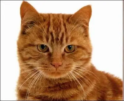 Que fait Etoile Brisée aux anciens ?