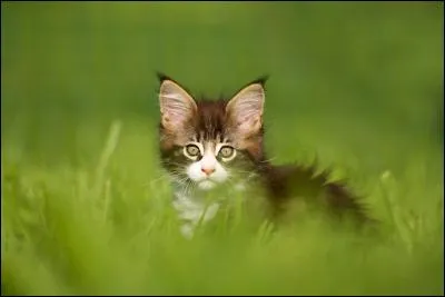 Combien Croc Jaune a-t-elle d'enfants ?