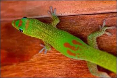 Comment se nomme ce petit lézard ?