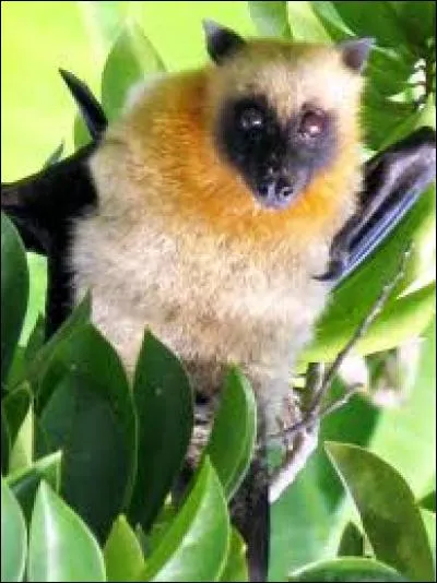 Quel est le nom de cette grande chauve-souris ?