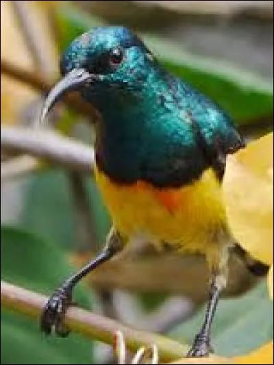 Comment s'appelle cet oiseau ?