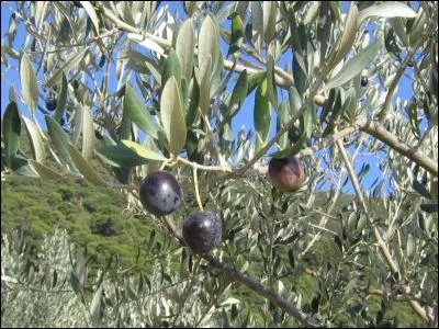 Quelle ville de la Drôme est connue pour ses spécialités, l'olive et l'huile d'olive ?