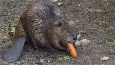 Quel est cet animal ?