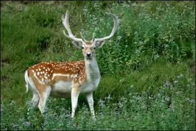 Quel est cet animal ?