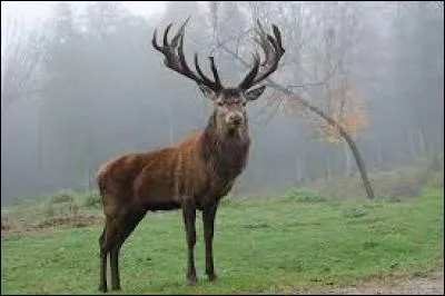 Quel est cet animal ?