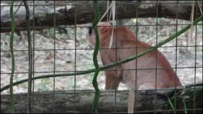 C'est un félin assez imposant, identifiez-le !