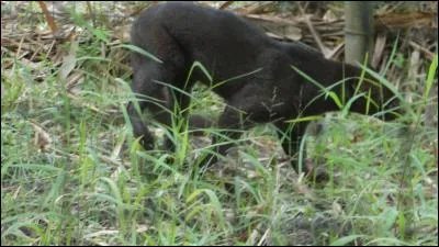 Il n'est pas courant de croiser ce petit félin, il est lui aussi très discret !