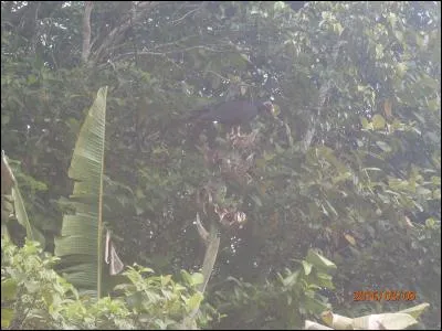 Il est le fossoyeur de la forêt amazonienne, grâce à lui, elle reste saine, repérez-le !