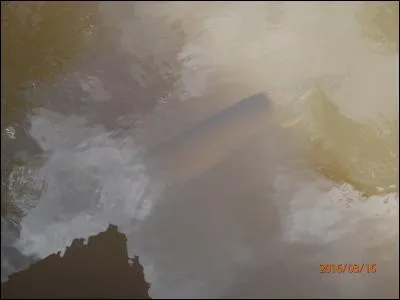 Trouvez le nom de ce poisson d'Amazonie, procéder par élimination devrait vous être utile !